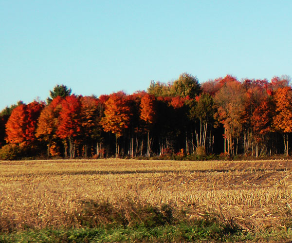 automne2