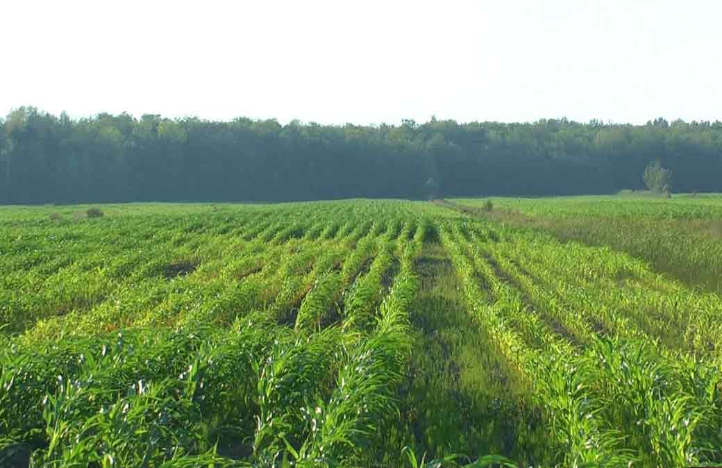 Paysages Laurentiens (3)